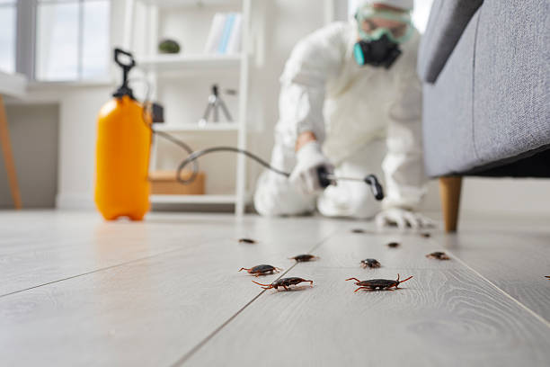 Affordable Termite Control solutions in Maurice, LA